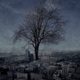 Tree in the city